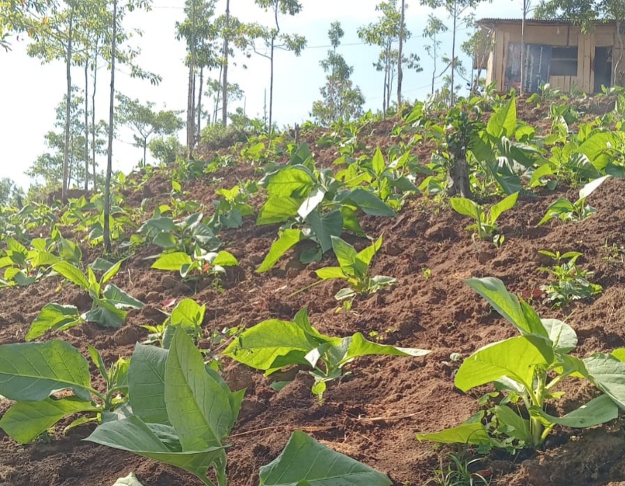 Terancam Gagal Panen Akibat Kekeringan, Petani Tembakau di Cikajang Ini Minta Pemkab Garut Bantu Alat Siram Tanaman