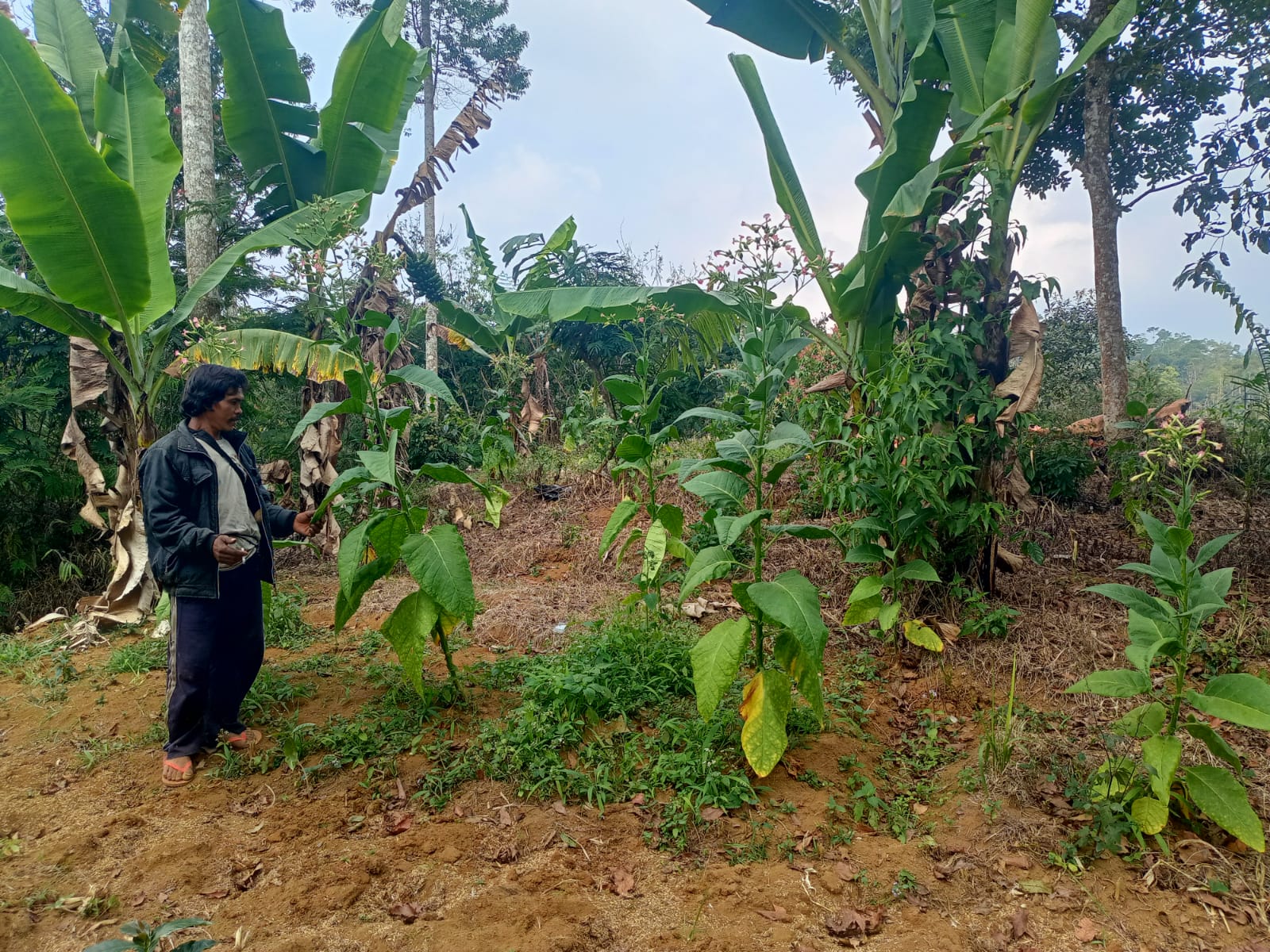 UPT Cikajang Respon Cepat Tinjau Lokasi Ancaman Tanaman Kekeringan, Warga : Terima Kasih Pak Bupati Garut dan Dinas Pertanian