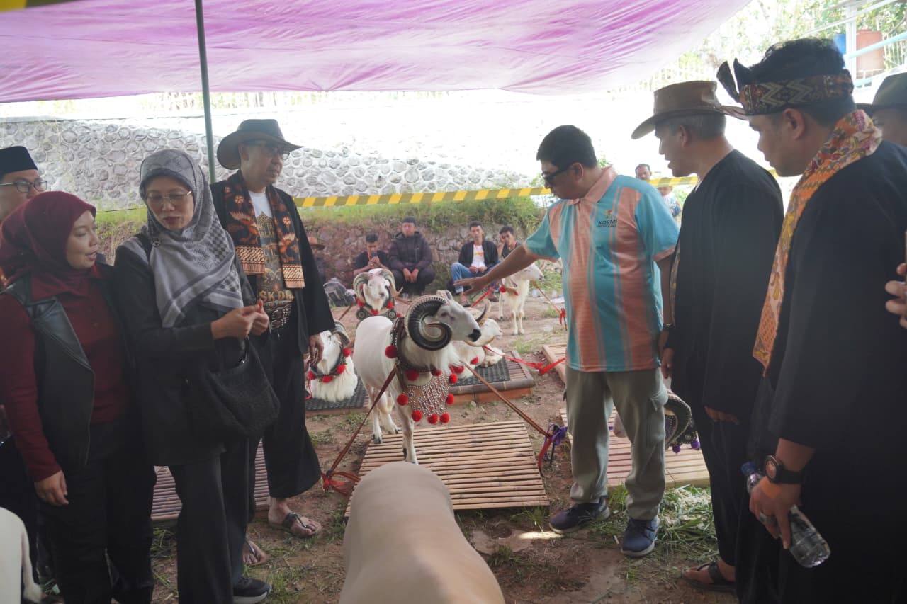 Bupati Garut Dorong Pengembangan Domba Garut untuk Perkuat Ekonomi Masyarakat